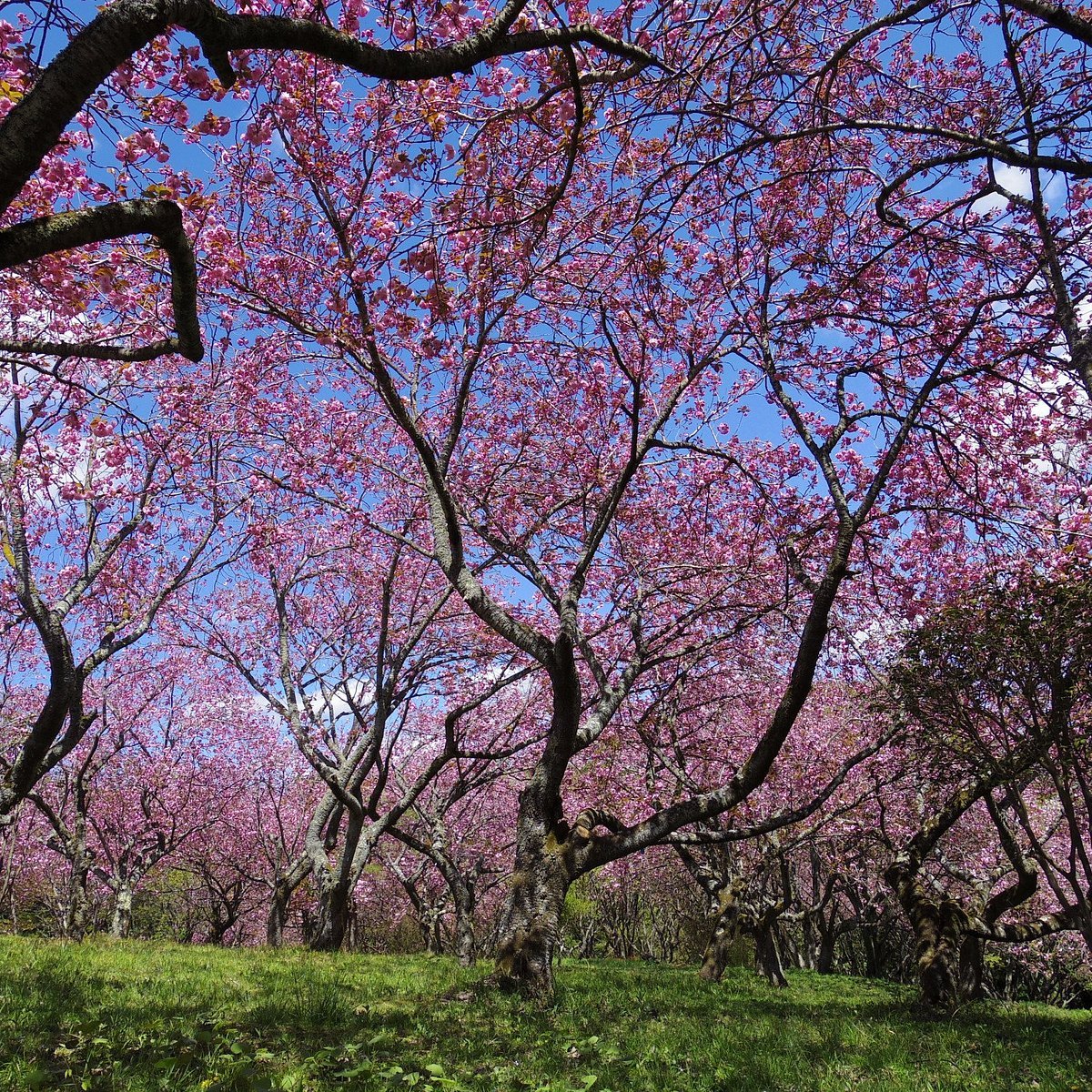 🏖️ 오모리 고향 해변 공원(오모리 후루사토노 하마베 코엔, 후루하마 코엔) 이미지 5